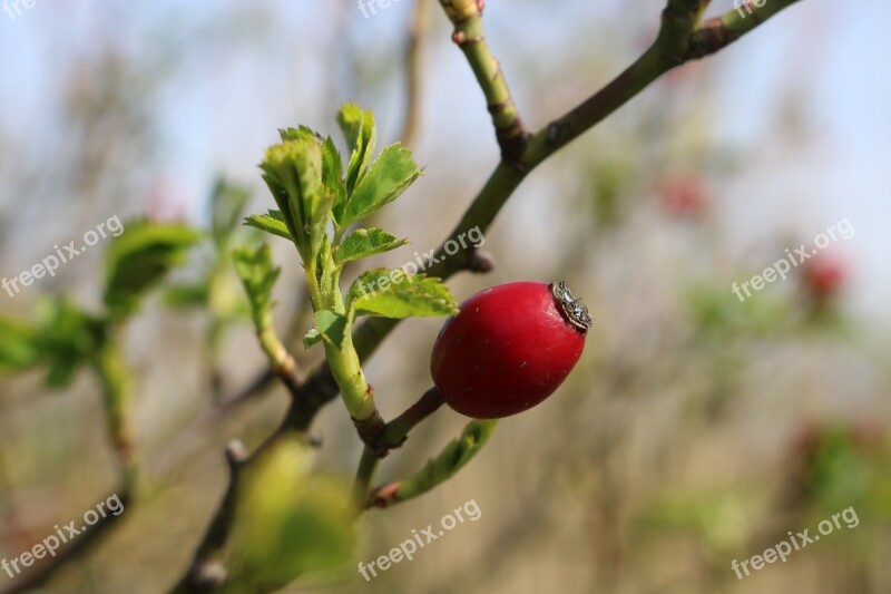 Rose Hips Red Nature Free Photos