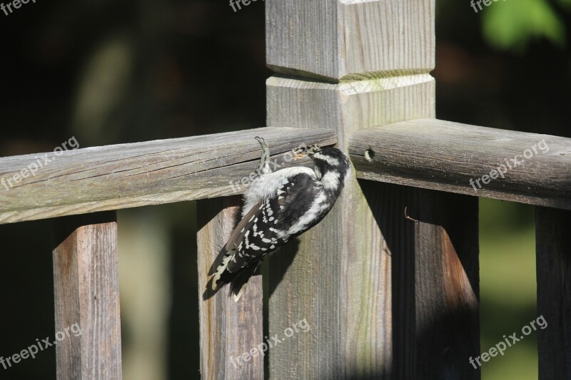 Woodpecker Bird Animal Deck Nature