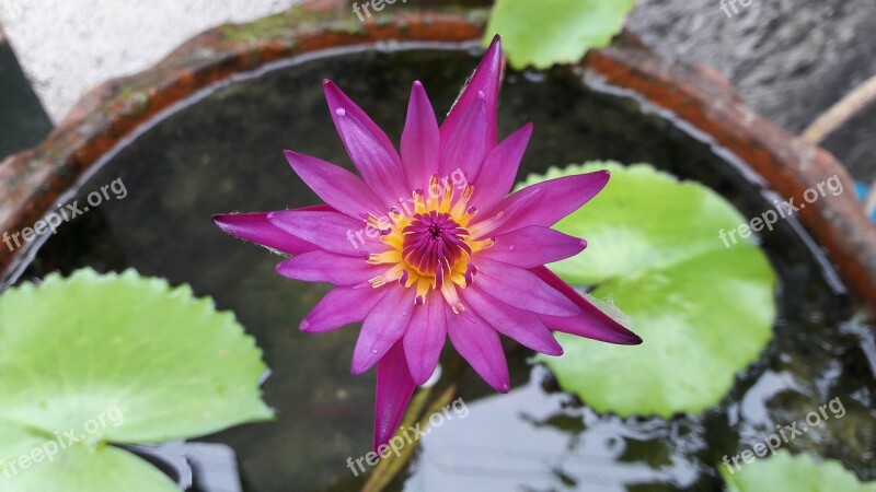 Lotus Purple Basin Free Photos