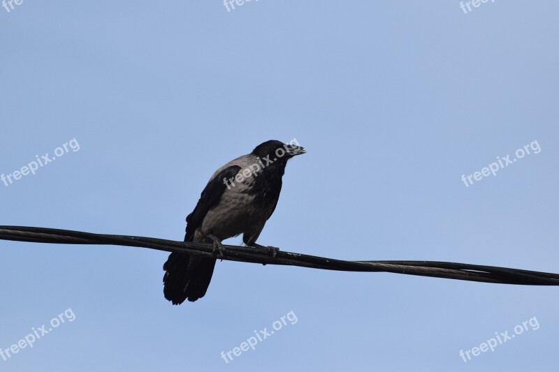 Crow Gray Thread Corvus The Birds