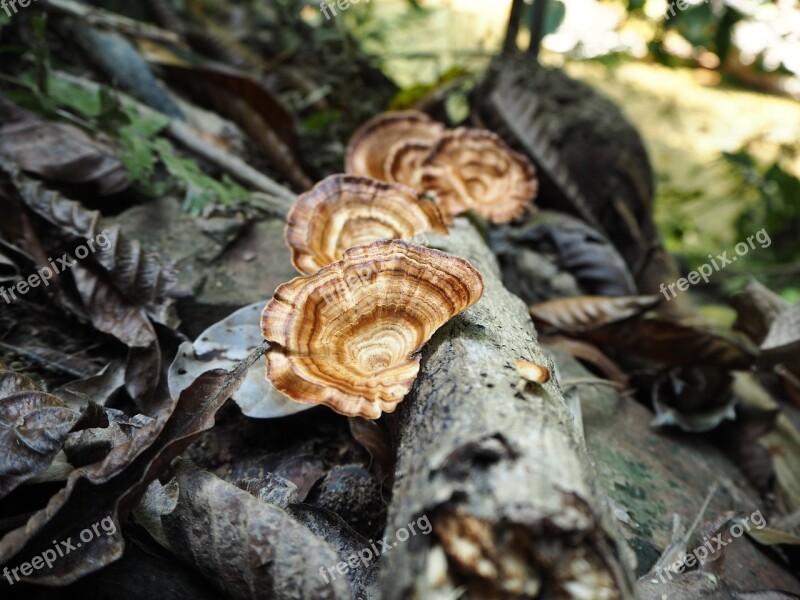 Forrest Funges Mushroom Free Photos