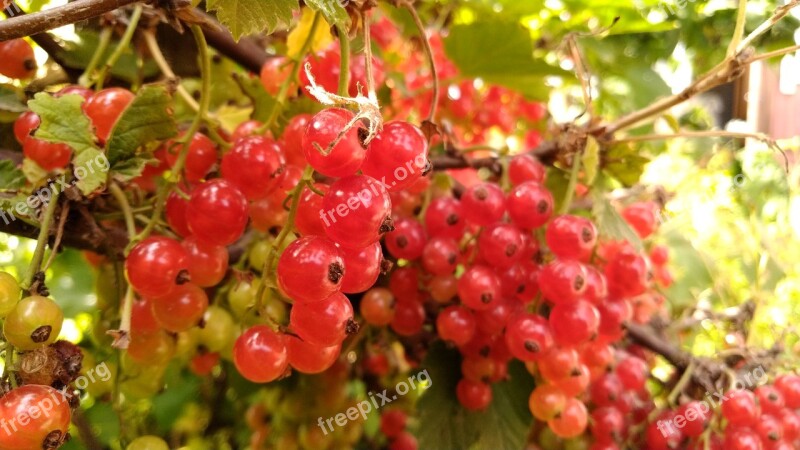 Currant Red Berry Garden Nature