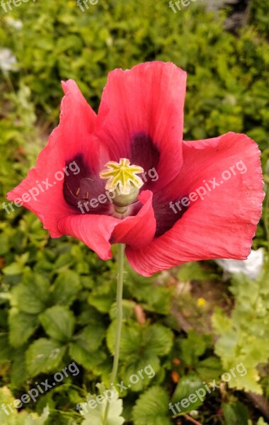 Mack Flower Red Field Nature