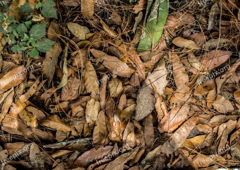 Leaves Soil Background Nature Pattern