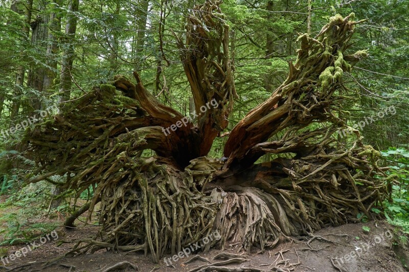 Root Forest Nature Mystical Morsch