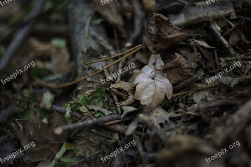 Rana Forest Leaves Leaf Camouflage