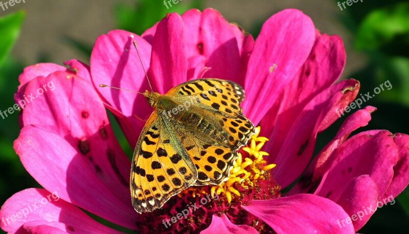 Butterfly Insect Flower Zinnia Pink