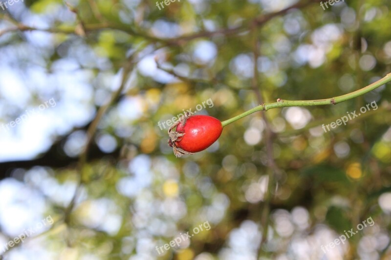 Rose Hip Incomplete Macro Nature Close Up