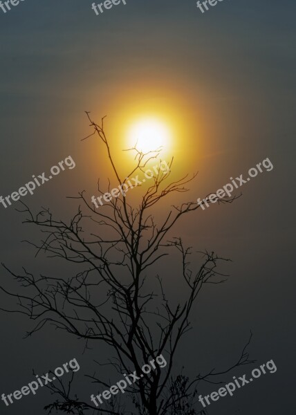 Impressive Twigs The Dry Tree I Ball