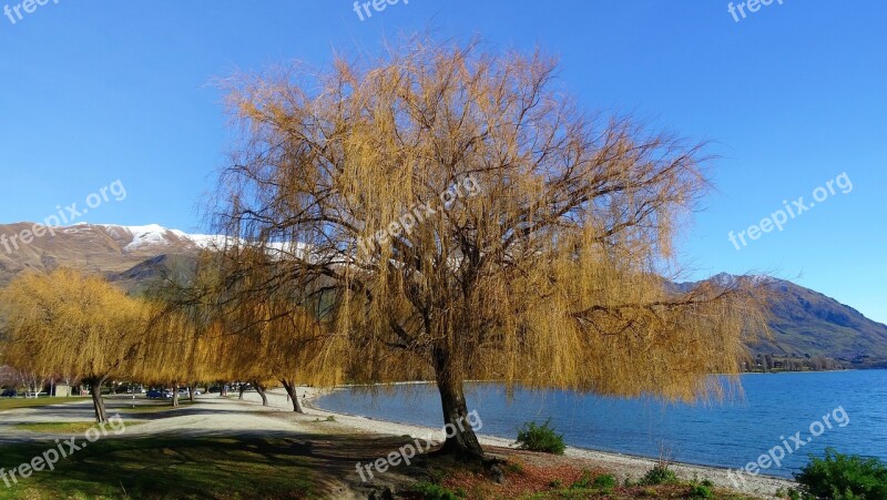 Tree Lake New Zealand Landscape Nature