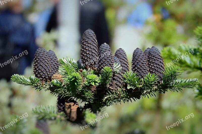 Tree Coniferous Cones Branch Nature