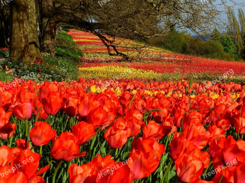 Tulips Red Colorful Mainau Island