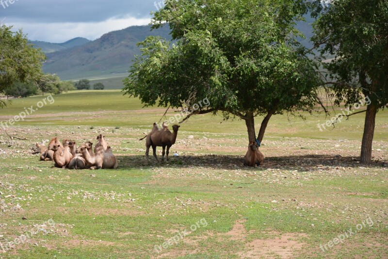 Camels Gobi Mongolia Nomadic Free Photos