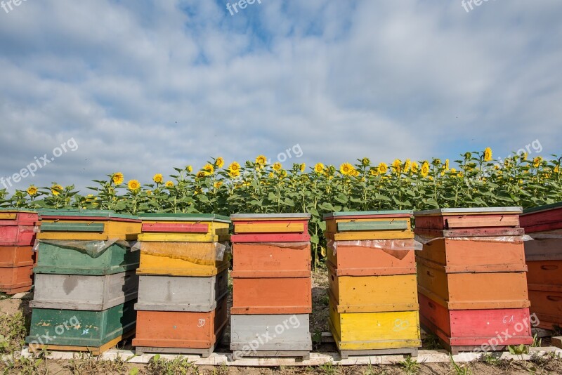 Sunflower Hive Bee Agriculture Bees