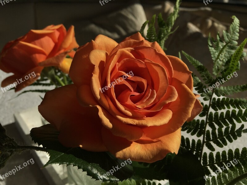 Flower Rose Bloom Light And Shadow Romantic Light