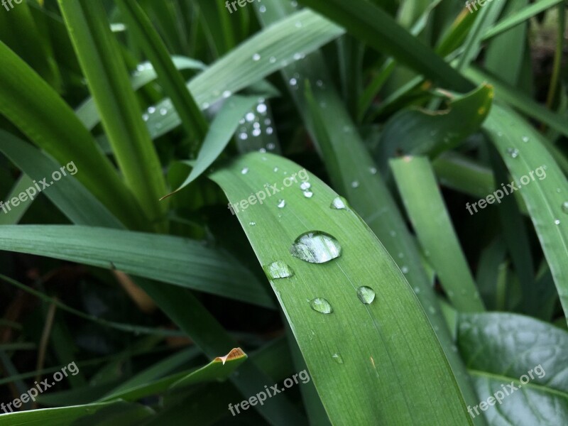 Flower Rain Drops On Leaf Weather Free Photos