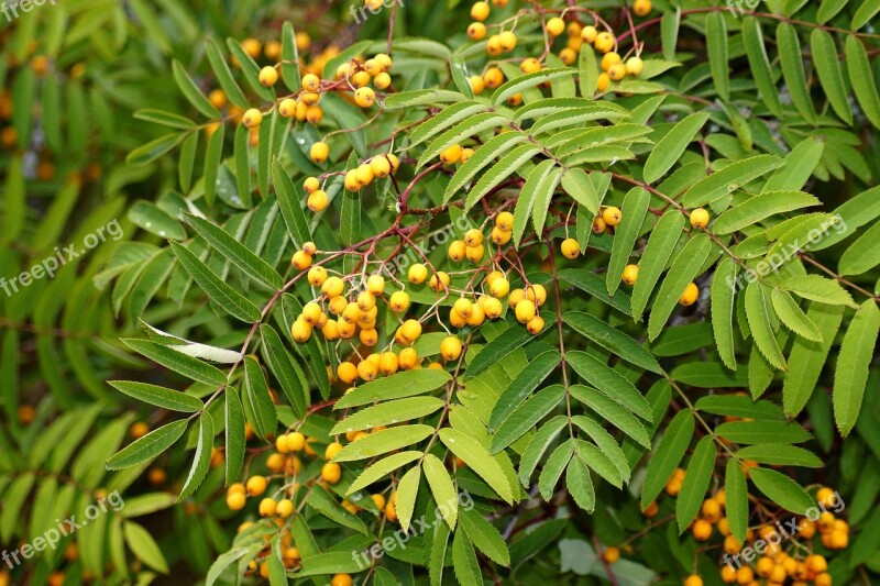 Rowanberries Mountain Ash Ash Orange Orange Berry