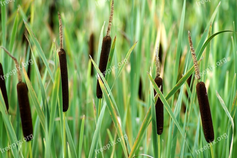 Broad-leaved Cattail Plant Wetland Cumbungi