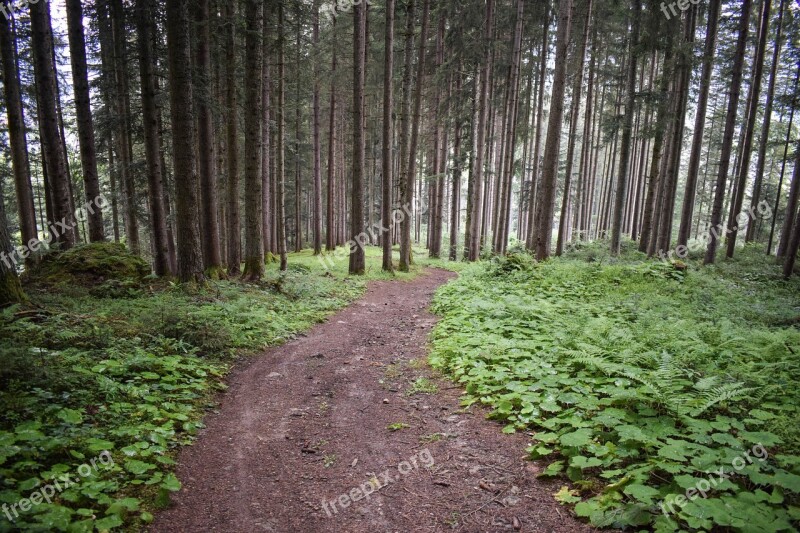 Forest Path Forest Away Coniferous Forest Nature