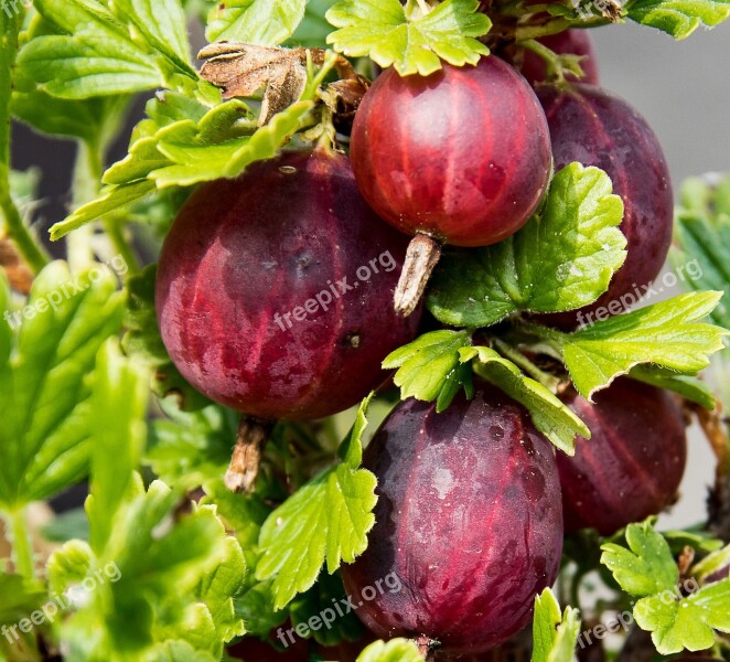 Gooseberries Plant Berries Bush Garden