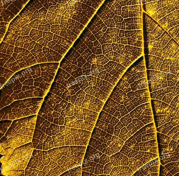 Leaf Bush Plant Summer Flora