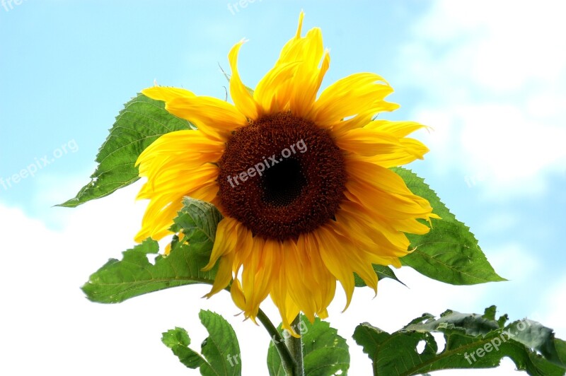 Sunflower Flower Yellow Summer Nature