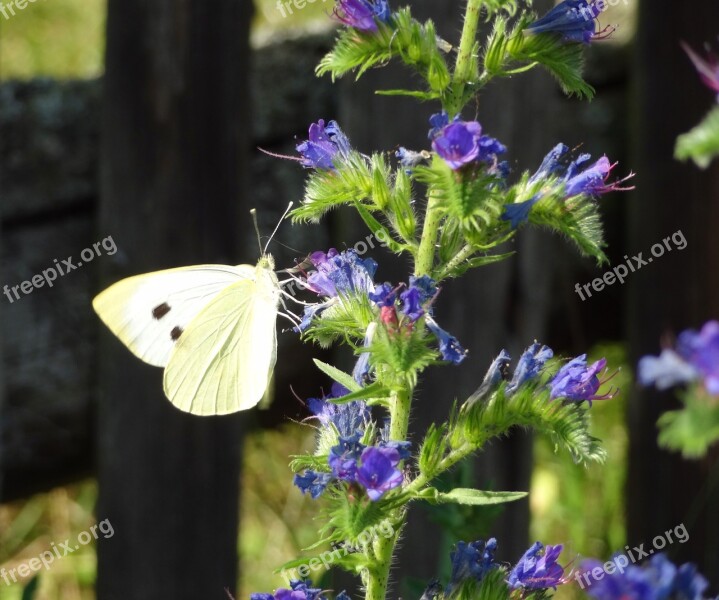 Butterfly Cornflower Cabbage White Summer Flower