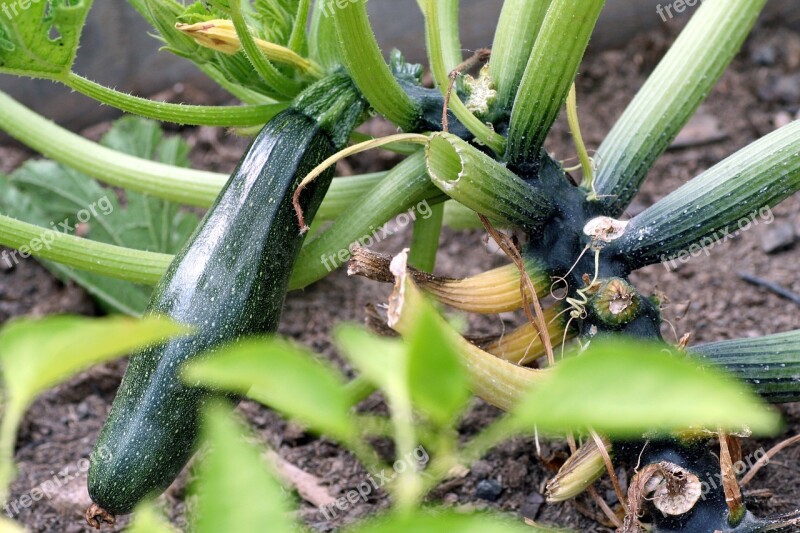 Zucchini Vegetable Bio Vegetarians Garden