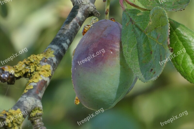 Plum Plum Tree Mature Branch Fruits