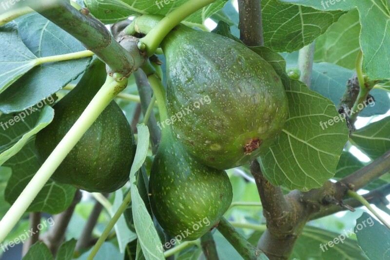 Figs Fig Tree Green Fruits Nature