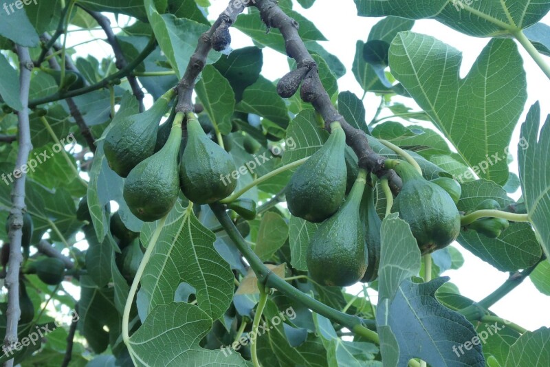 Fig Tree Fruits Figs Mature Green