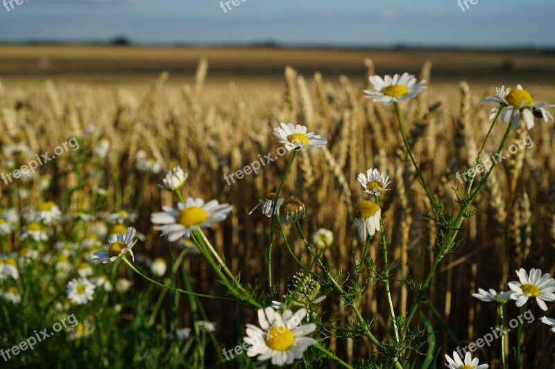 Camomile Wheat Field Summer Landscape Free Photos