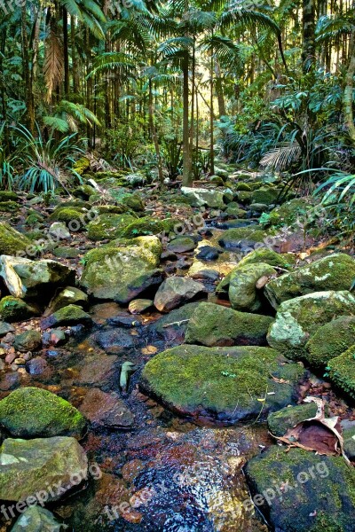 Nature Moss Forest Landscape Vegetation