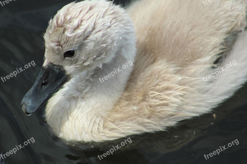 Chicks Swan Region Of Lake Murten Avenche Free Photos