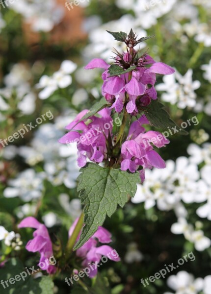 Dead-nettle Lamium Flower Plant Bloom