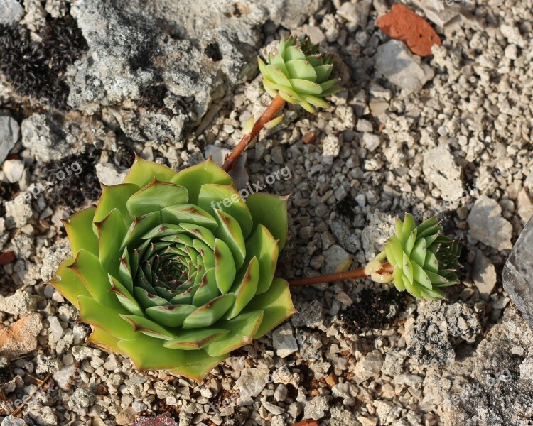 Succulents Hens And Chicks Nature Plant Garden