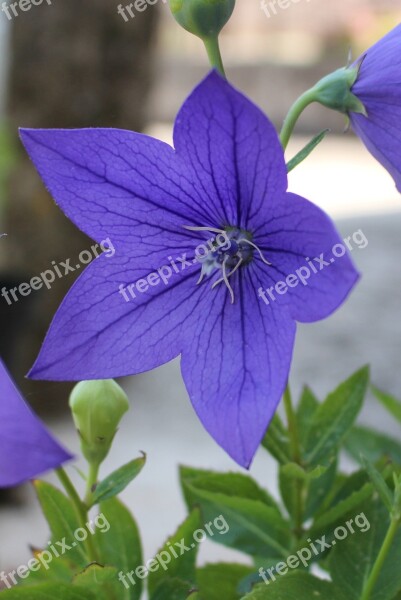 Japanese Bellflower Bellflower Flower Garden Nature