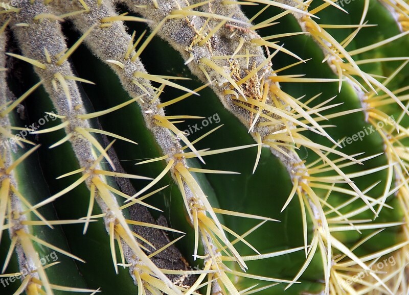 Mamillaria Cactus Quills Side Thorns