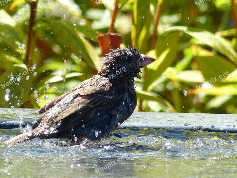 Mus Bird Garden Water Bathing