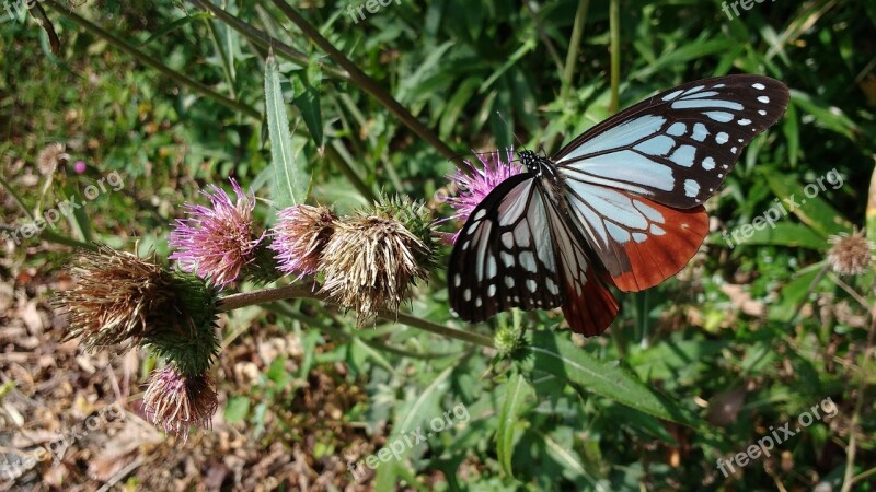 Butterfly Nature Insect Flower Colorful