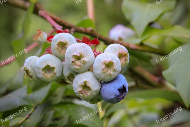 Blueberry Blueberries Berries Healthy Delicious