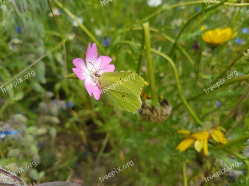 Nature Flower Summer Leaf In The Free