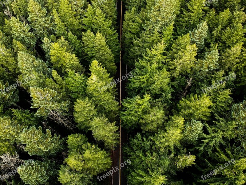 Oregon Tree Trees Landscape Usa