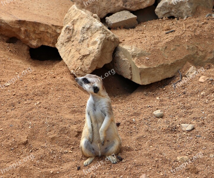 Meerkat Mammal Wildlife Animal Rock