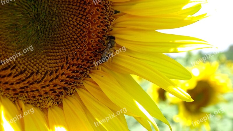 Bee Sunflower Summer Field Sunflowers