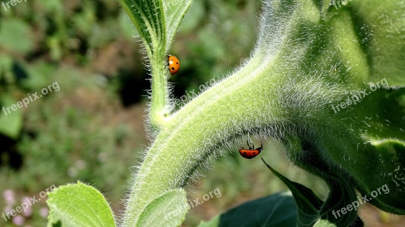 Ladybugs Sunflowers Beetles Macro Summer