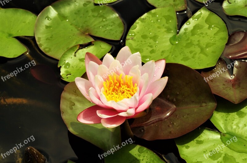 Flower Water Lilies Flower Water Rosa Free Photos