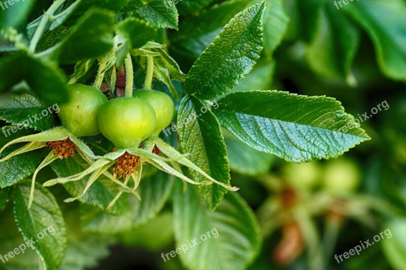 Rose Hip Nature Plant Bush Fruit