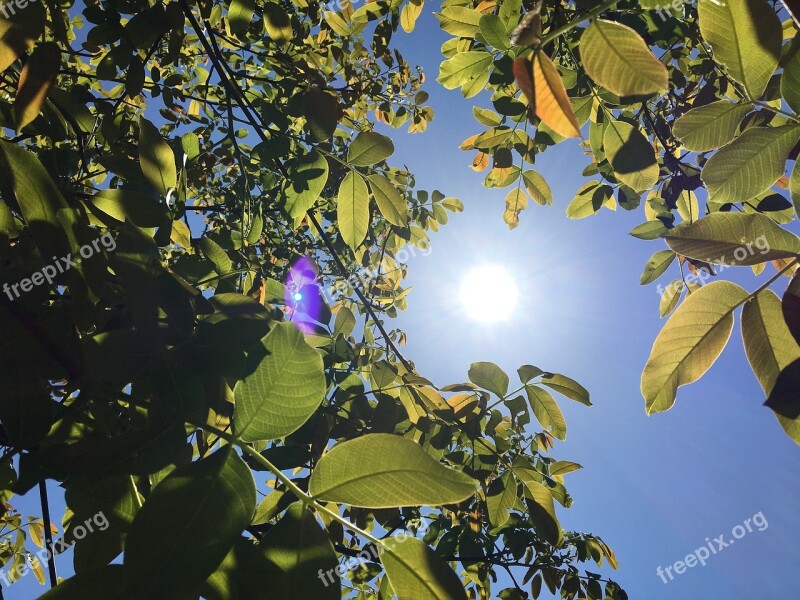 Summer Sun Cherry Tree Walnut Heat Wave