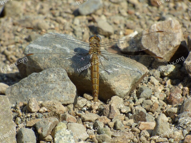 Dragonfly Mountain Summer Clear Stones